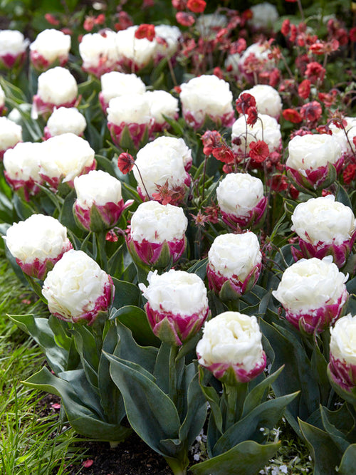Tulip ice cream bulbs delivery to the UK
