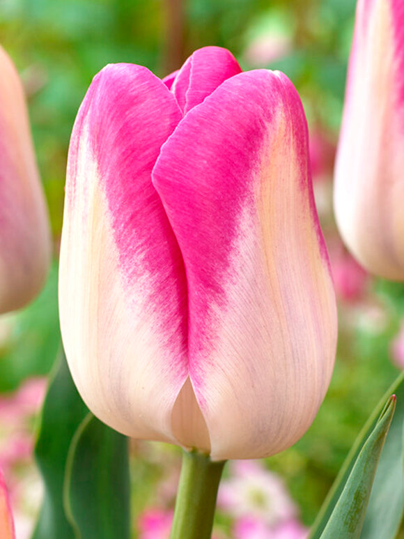 Buy Tulip Flower Bulbs Innuendo UK delivery