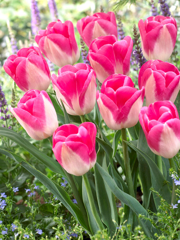 Tulip Bulbs White and Pink - Innuendo
