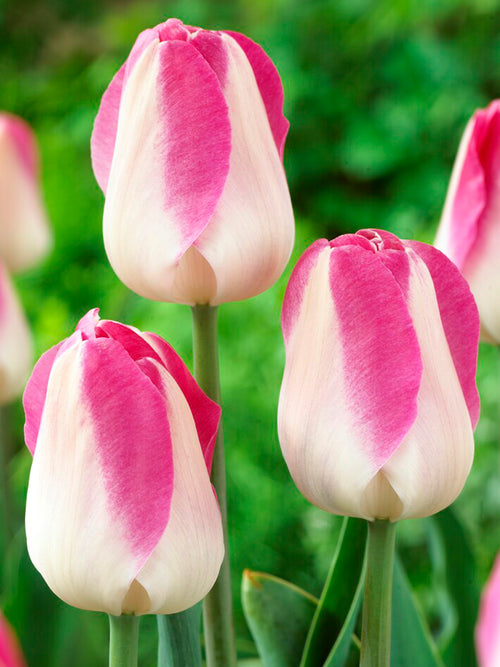 Buy Tulip Bulbs Innuendo with UK delivery