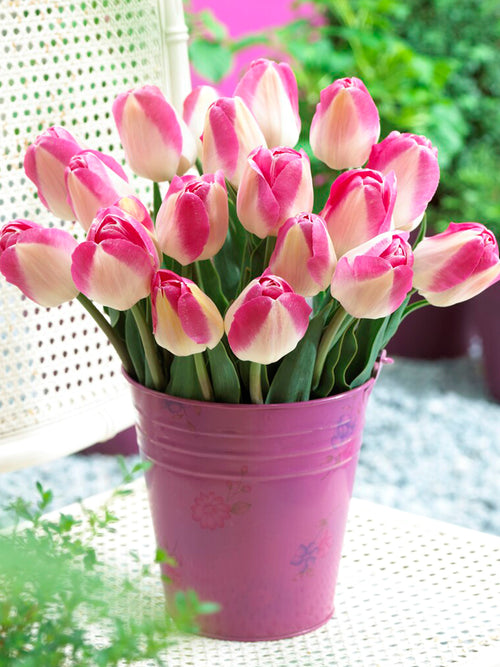 Buy Tulip Flower Bulbs Innuendo UK delivery in vase
