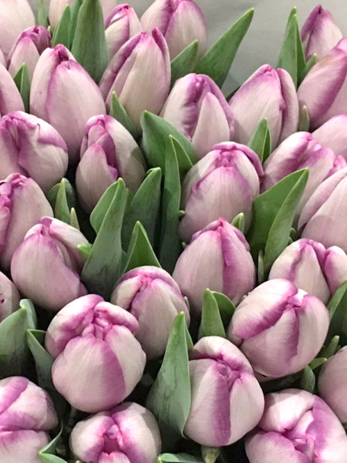 Buy Tulip Bulbs Jacuzzi from Holland