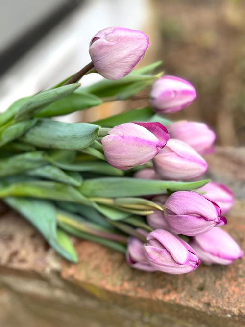 Tulip Bulbs Jacuzzi - Purple Silver Coloured Tulips
