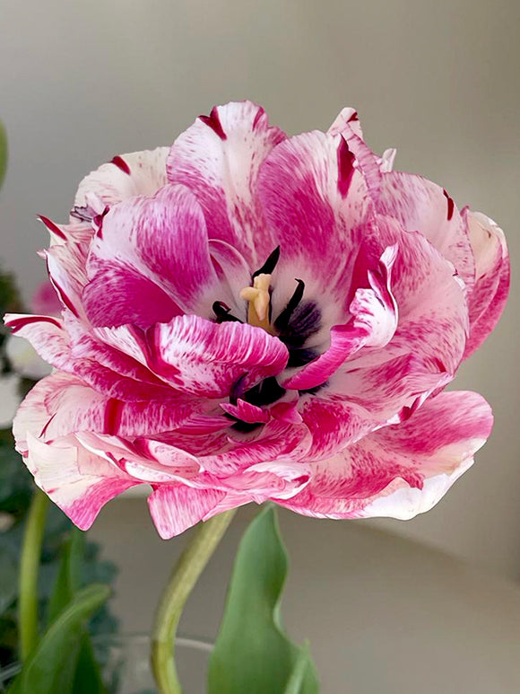 Exclusive Unique Tulip Bulbs Jonquieres - Pink/White/Cherry