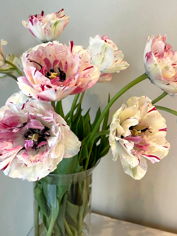 White and Cherry coloured Tulips shipping to the UK