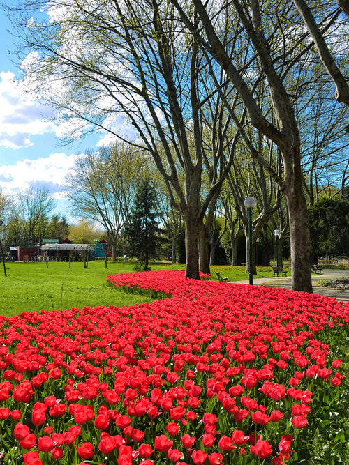 Tulip Jumbo Cherry Flower Bulbs