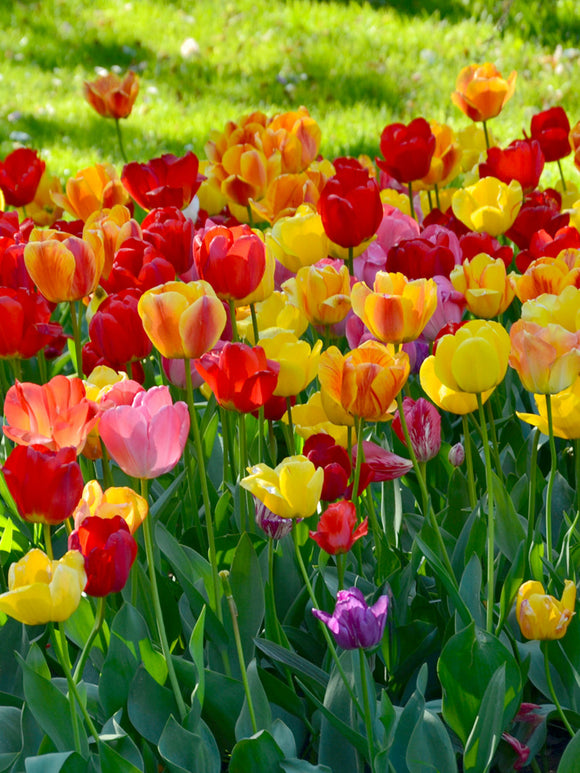 Darwin Tulip Bulb Mix - Tulip Bulbs