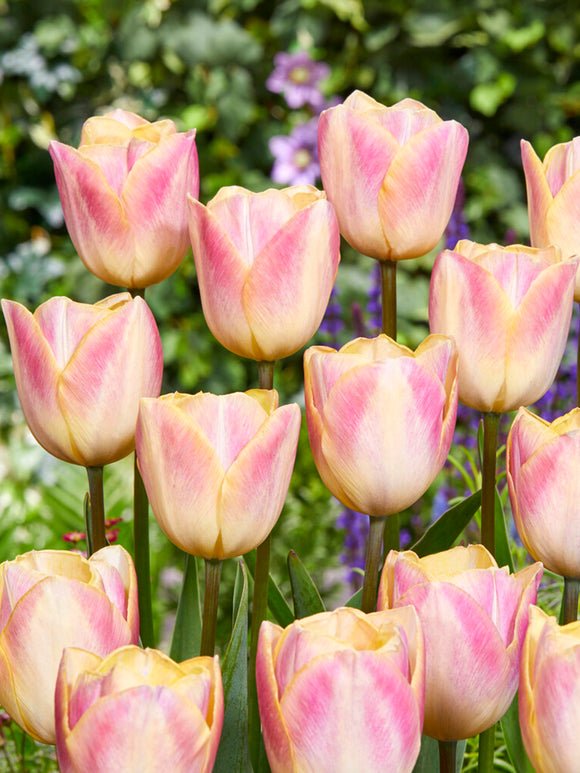 Tulip Jumbo Jet