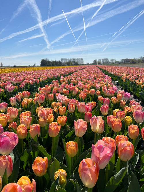 Buy Tulip Jumbo Jet