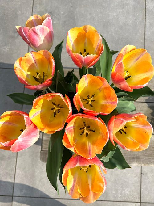 Buy Tulip Jumbo Jet Bulbs