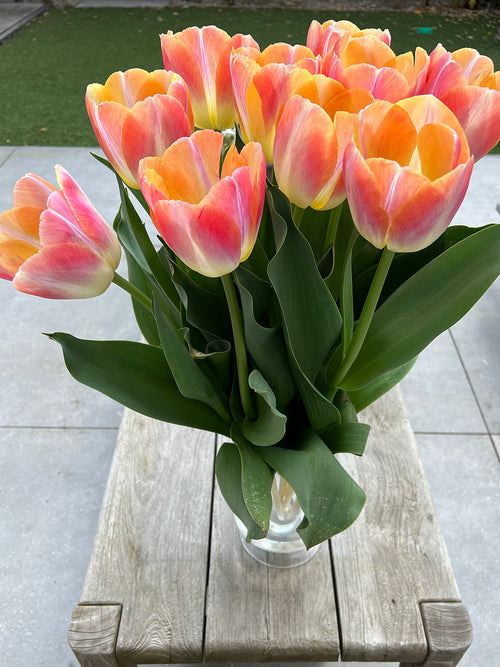 Tulip Jumbo Jet