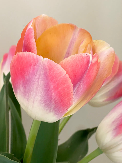 Tulip Jumbo Jet