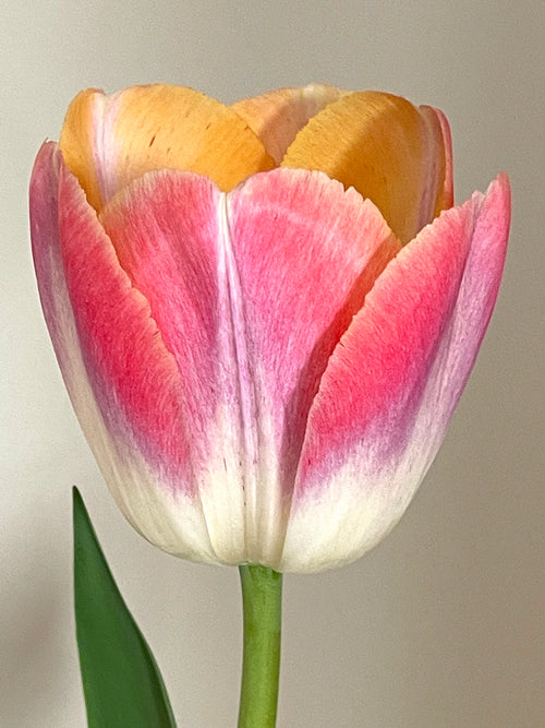 Tulip Jumbo Jet