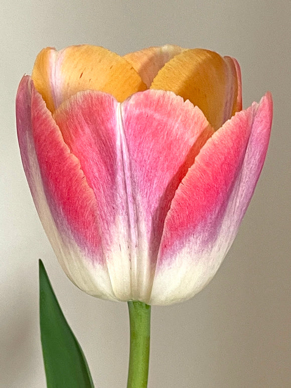 Tulip Jumbo Jet