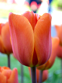 Tulip King's Orange