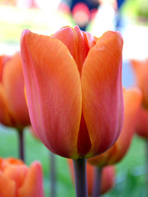 Tulip Kings Orange Triumph Flower by DutchGrown