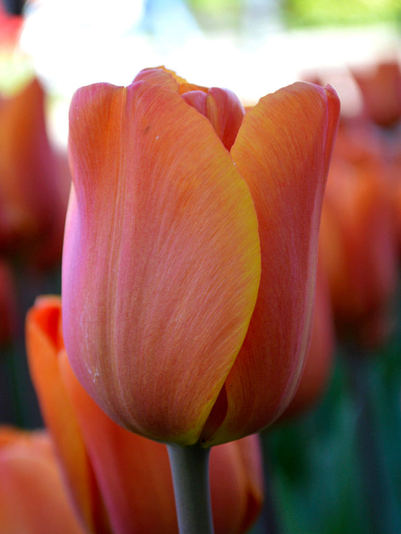 Tulip Bulbs King's Orange