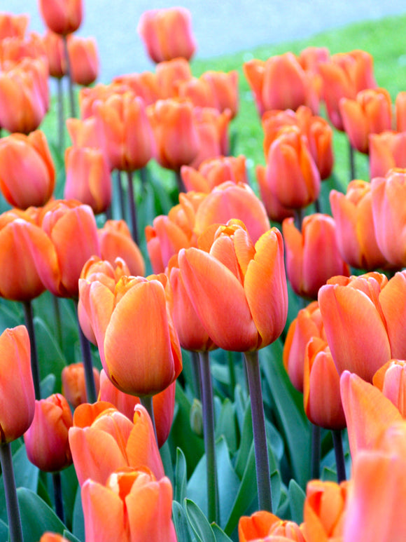 Triumph Tulip King's Orange - Tulip Bulbs from Holland