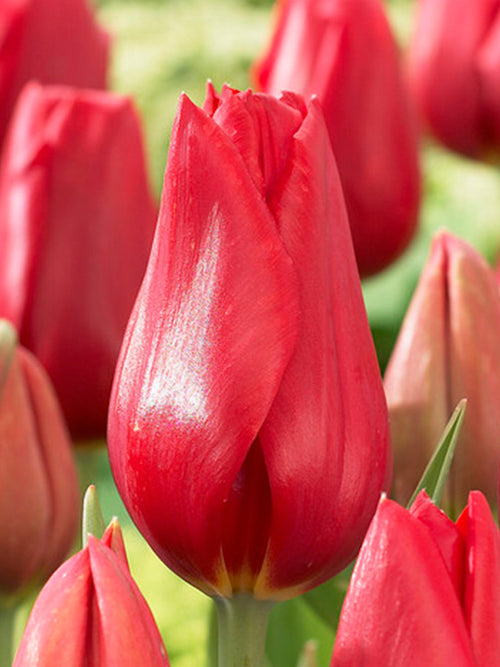 Tulip Bulbs - Kingsblood