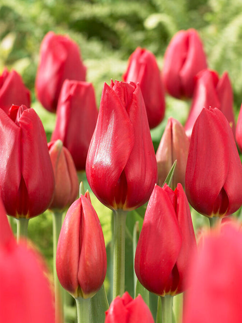 Tulip Bulbs - Kingsblood