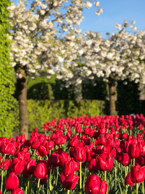 Tulip Flower Bulbs Kingsblood - Delivery UK