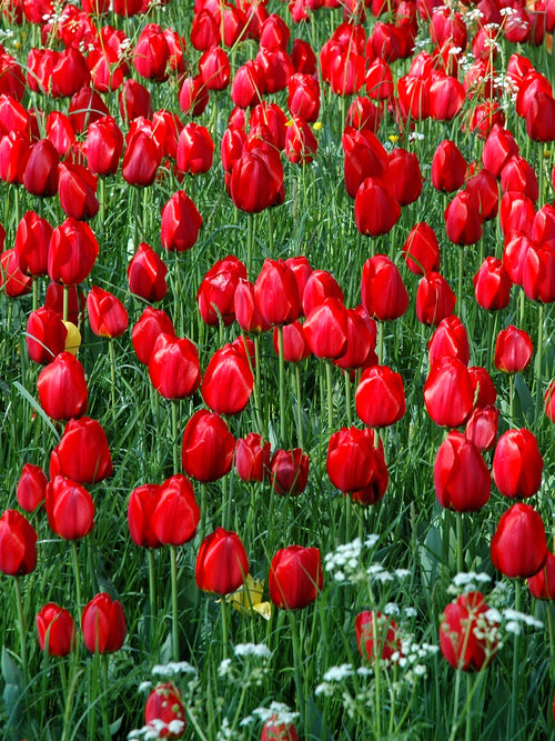Tulip Flower Bulbs Kingsblood - Delivery UK