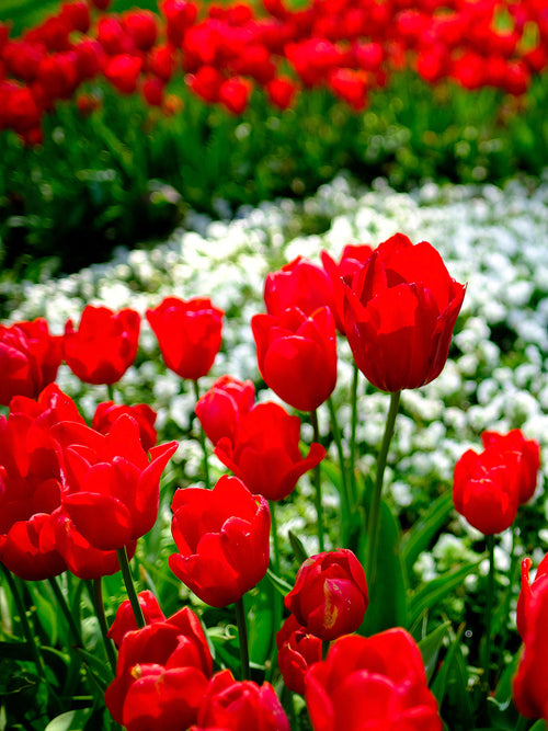 Tulip Flower Bulbs Kingsblood - Delivery UK