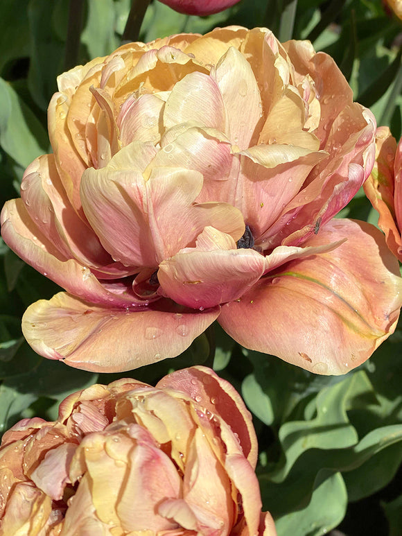 La Belle Epoque Tulip Bulbs | For Sale