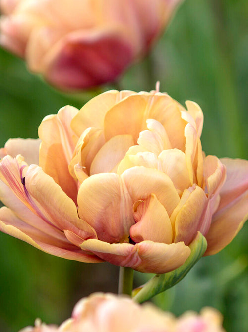 Tulip Bulbs La Belle Epoque | UK DELIVERY