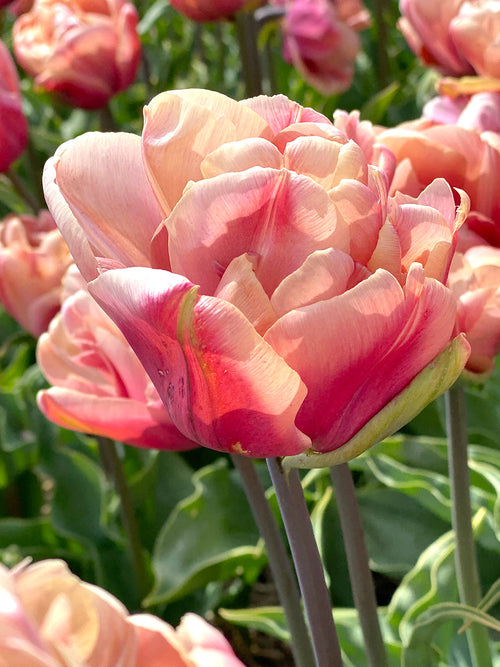 Tulip Bulbs La Belle Epoque - Buy Online for Delivery in the UK