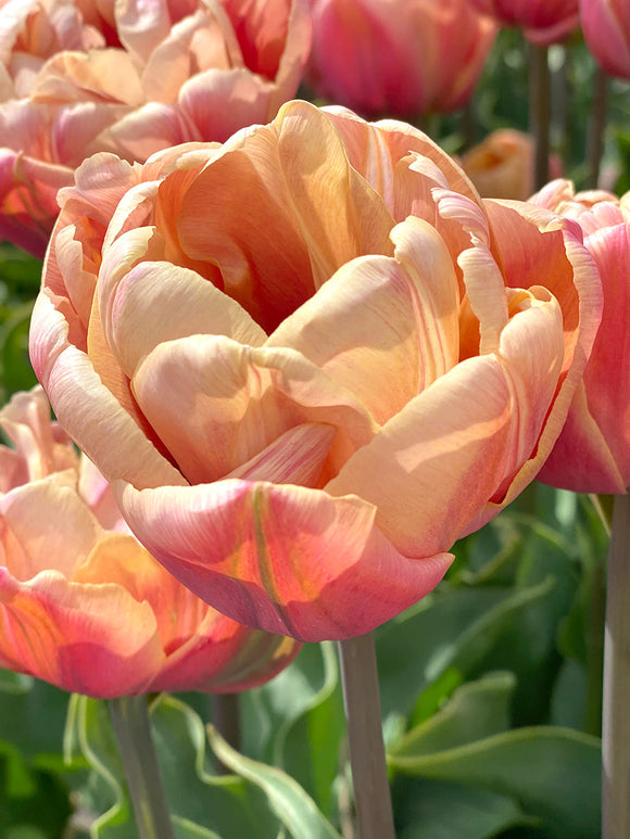 Tulip Bulbs La Belle Epoque - Buy Online for Delivery in the UK