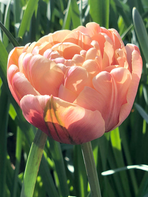 Tulip Bulbs La Belle Epoque | UK DELIVERY