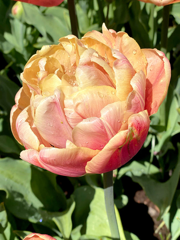 Tulip Bulbs - La Belle Epoque - Buy Tulip Bulbs