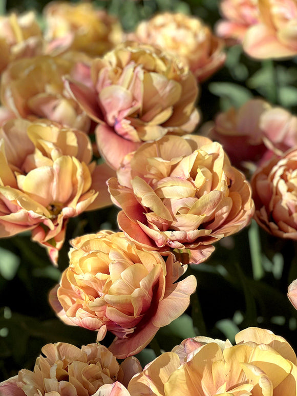 Tulip Bulbs - La Belle Epoque - Buy Online