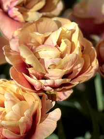 Tulip La Belle Epoque