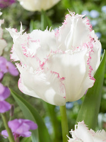 Tulip Lady Smile