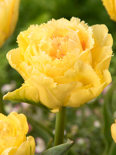 Buy Tulip Bulbs Lemon Shoot from Holland | DutchGrown™ UK