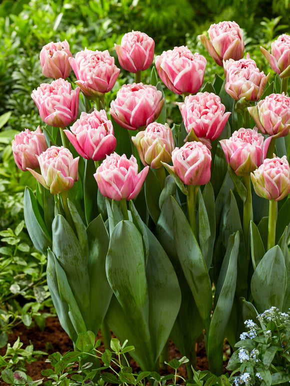 Tulip Lets Dance Bulbs