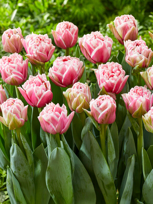 Darwin Hybrid Tulip Bulbs, Tulip Lets Dance