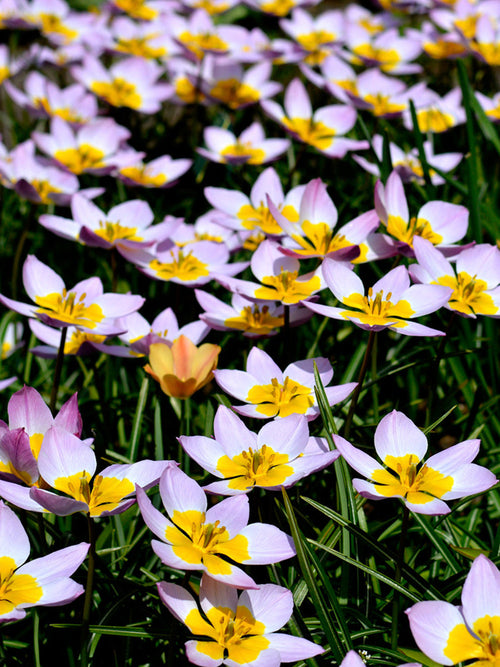 Lilac Wonder Tulip Bulbs