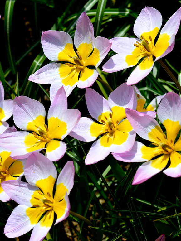 Botanical Tulip Bulbs Lilac Wonder