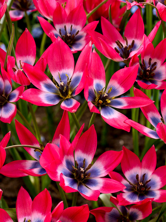 Low growing tulip with vivid centre