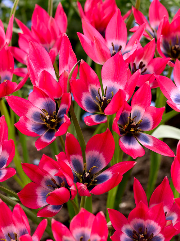 Pink botanical tulip with blue centre - UK delivery