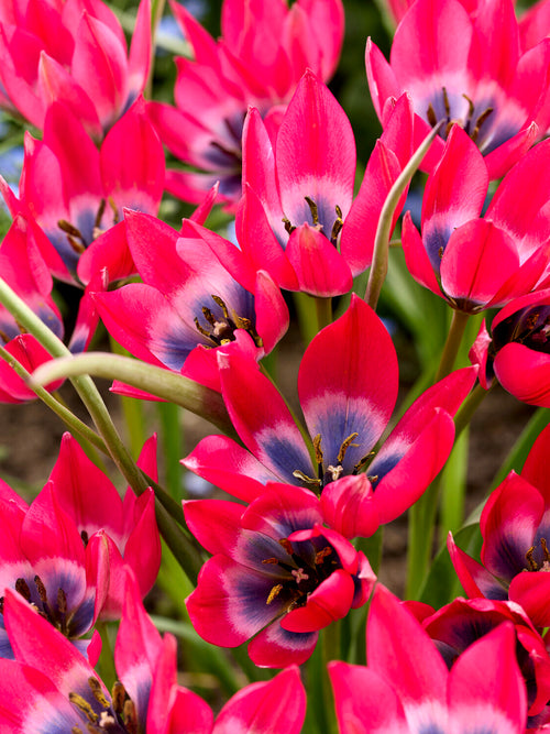 Tulip ‘Little Beauty’ star-shaped flower