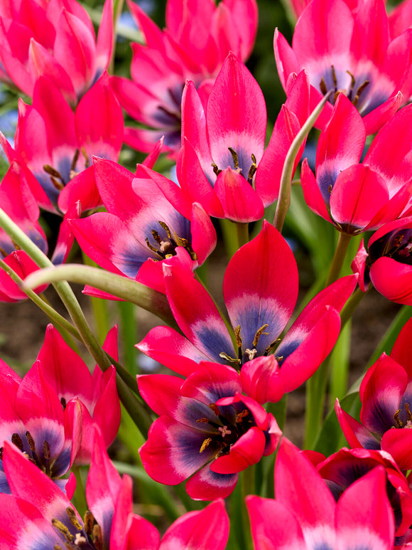 Tulip ‘Little Beauty’ star-shaped flower