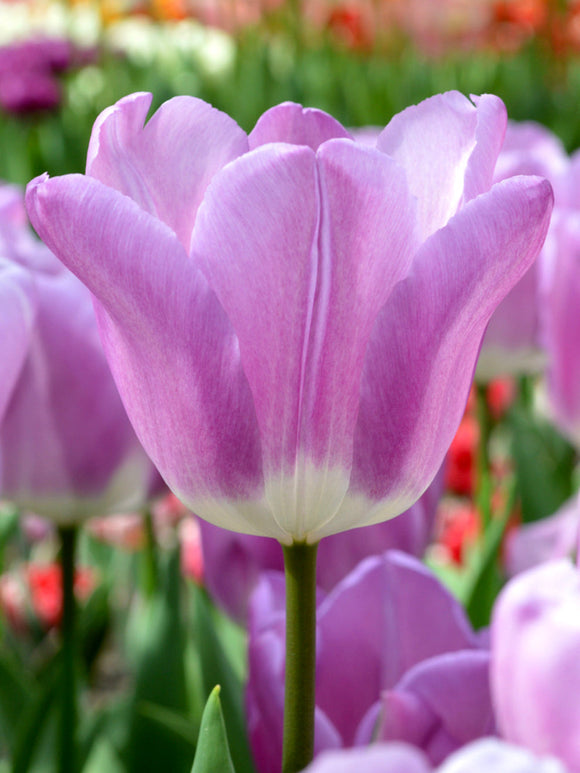 Buy Tulip Bulbs - Magic Lavender