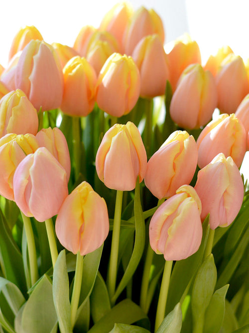 Tulip Mango Charm - Tulip Bulbs from our Family Farm in Holland