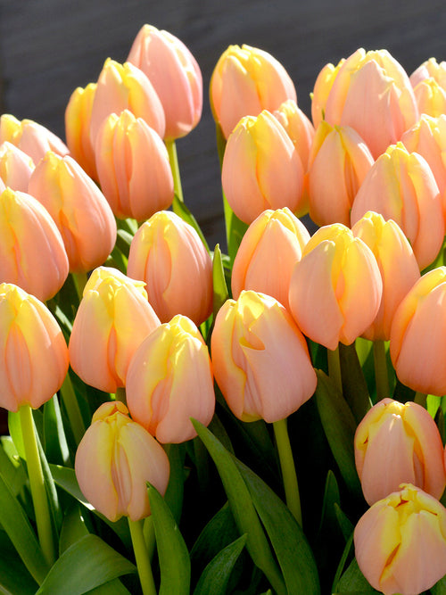 Tulip Mango Charm, Peach, Pink, Orange and Yellow Flower bulbs