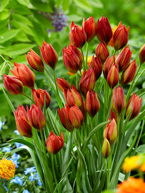 Tulip Mara red star‑shaped miniature tulip