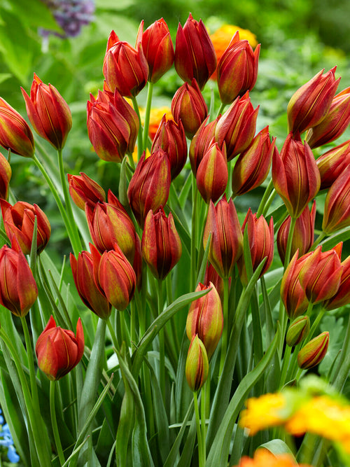 Tulipa aucheriana Mara blooms in spring